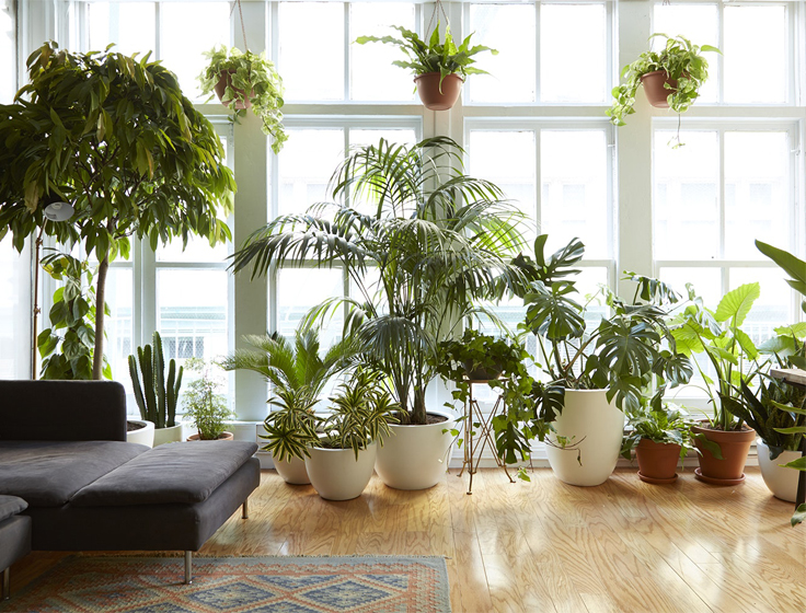 10 piante da appartamento che resistono a tutto - Foto ...