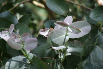 EUCALIPTO (Eucalyptus gunnii)