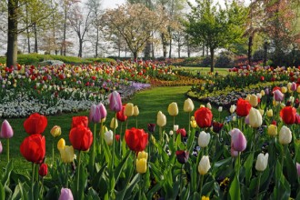 Il Parco Keukenhof: qui ha luogo ogni primavera  lo spettacolo di fioritura in assoluto più importante del mondo. Si trova vicino alla cittadina di Lisse