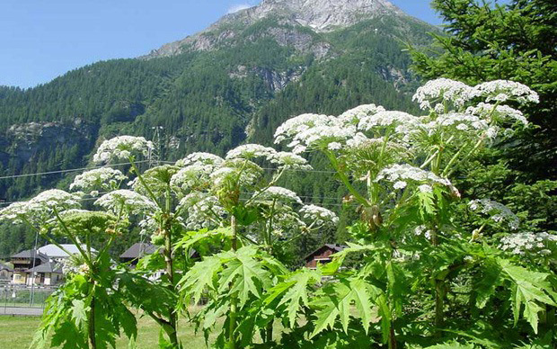 La Panace di Mantegazzi (o Panace Gigante) è una pianta invasiva della famiglia delle Apiaceae