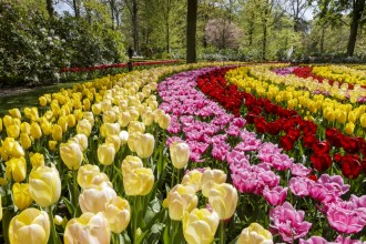 foto 1 Parco di Keukenhof, il regno dei tulipani