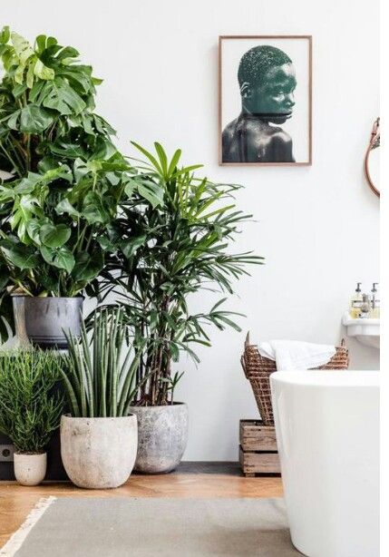 Vasi da parete con piante che purificano l'aria