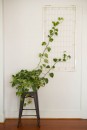 8. Marvelous-Indoor-Vines-and-Climbing-Plants-Decorations-21