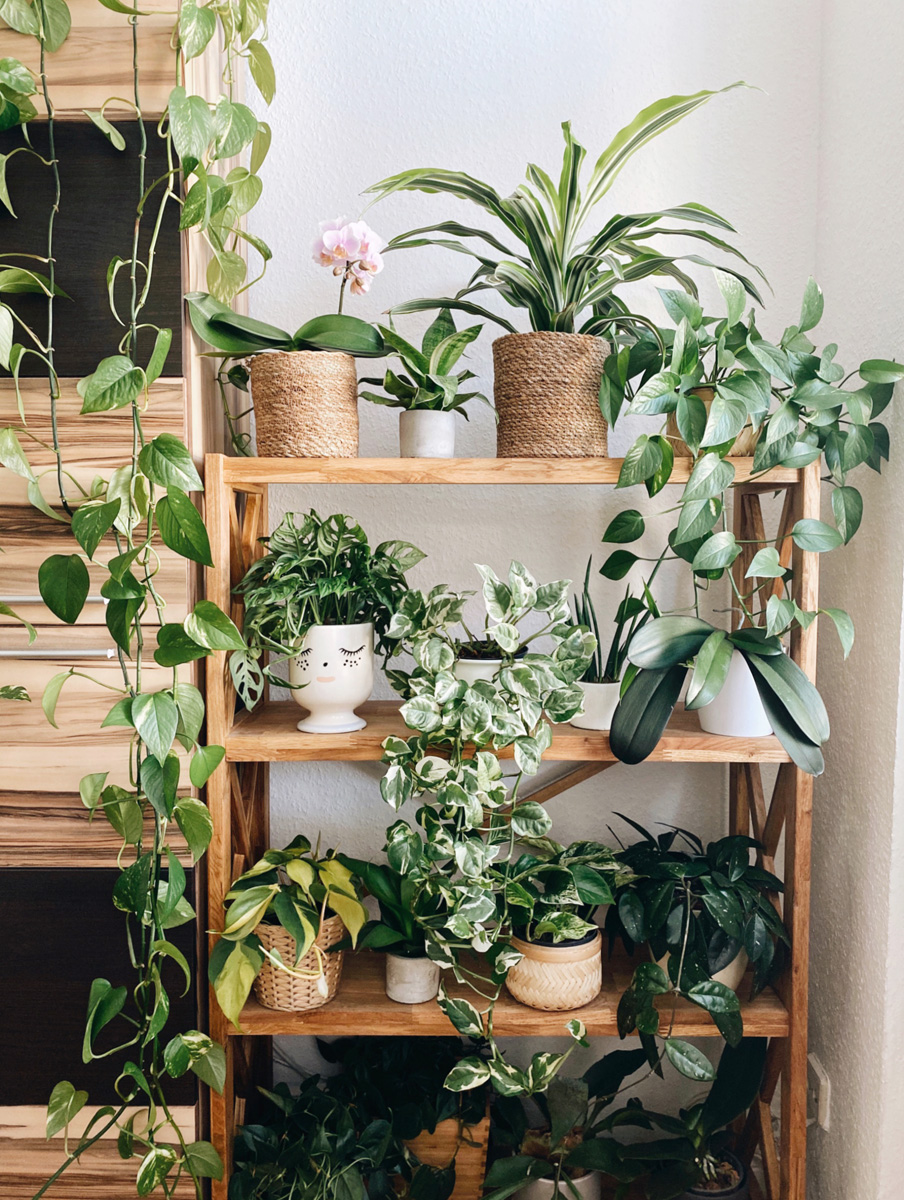 10 piante da interno con poca luce e facili da curare - LivingCorriere