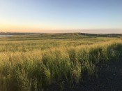 Images courtesy of Freshkills Park and the City of New York