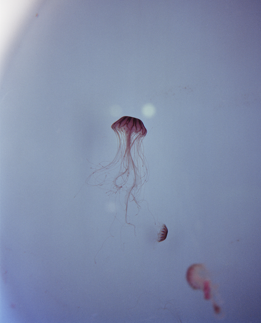 FUTURES, Vittorio Mortarotti, Untitled (Jellyfish), dalla serie The First Day of Good Weather, 2013