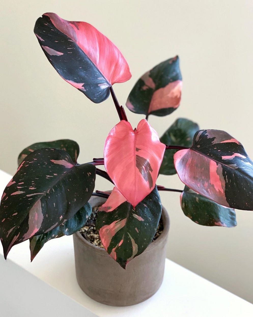 piante-da-appartamento-colorate-philodendron-pink-princess-livingcorriere