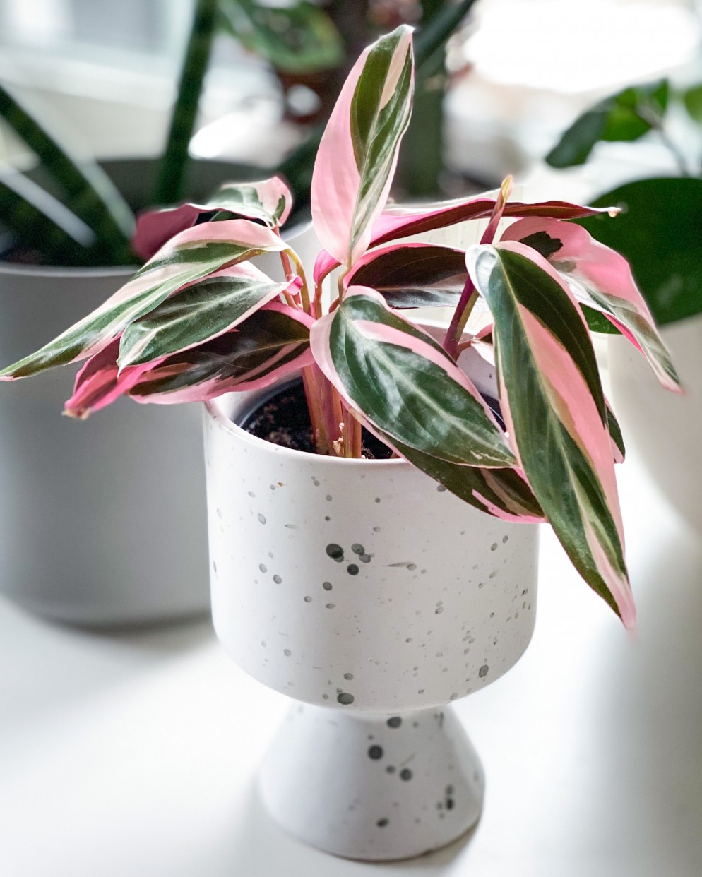 piante-da-appartamento-colorate-stromanhte-triostar-Evelyn Sisco @greenwithevy