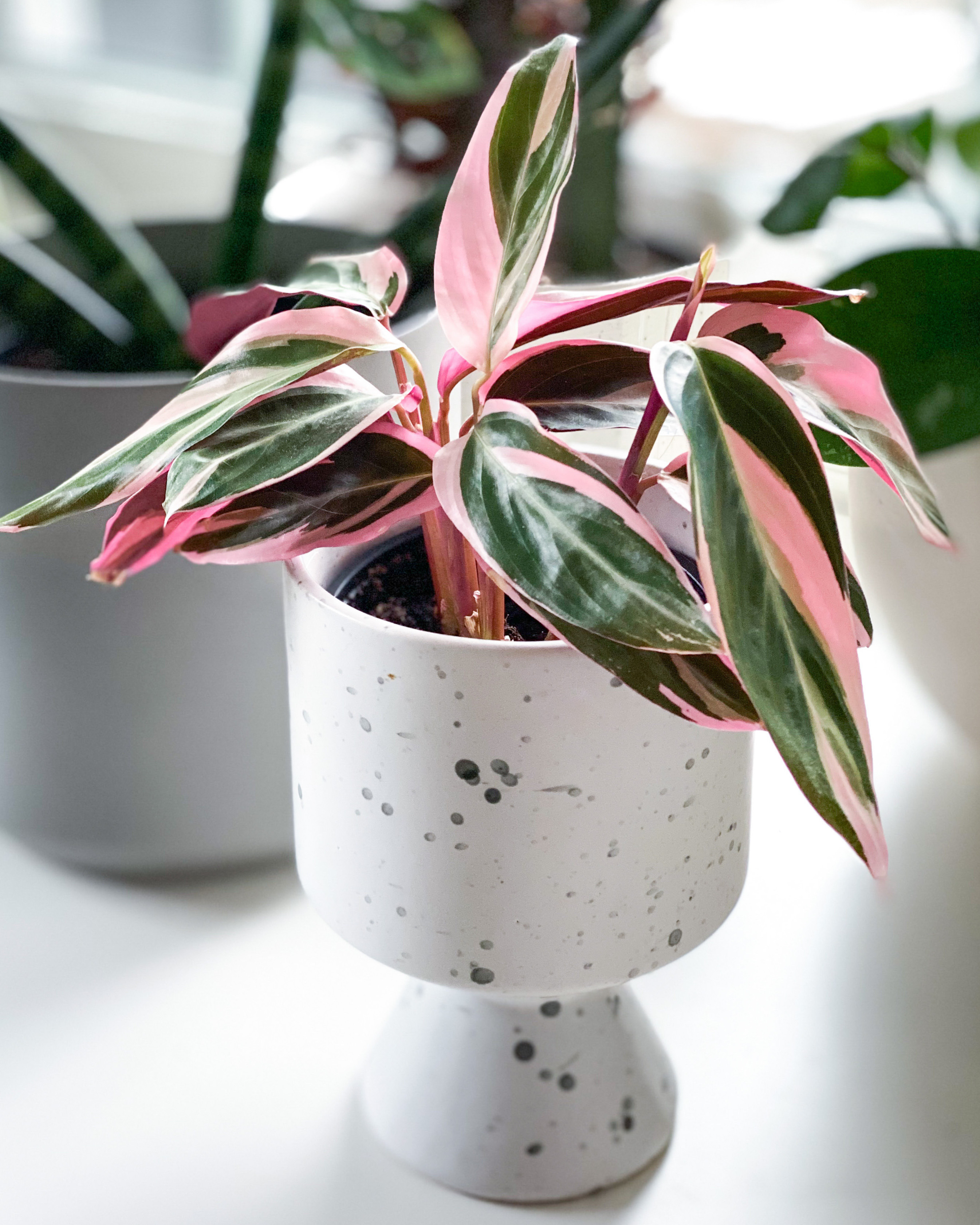 Belle vere: le migliori piante da appartamento con foglie ...