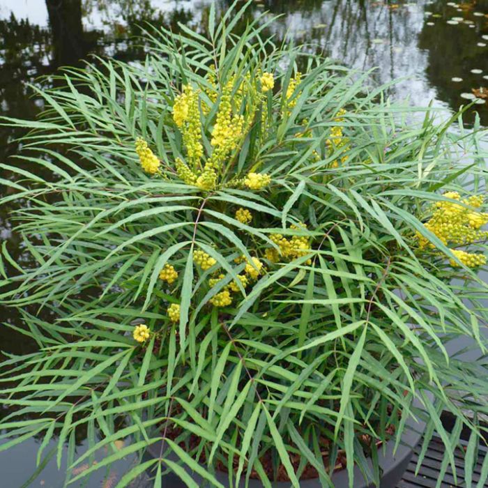 piante-sempreverdi-da-balcone-2. Mahonia japonica soft caress peragashop.com-living-corriere