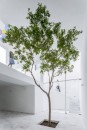 ficus-benjamin-2. archdaily.com-living-corriere