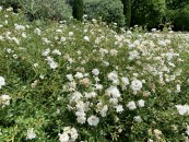 piante-sempreverdi-da-giardino-14. Rose arbustiveliving-corriere