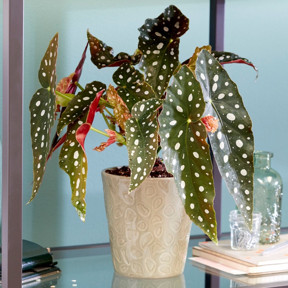 piante da appartamento natalizie Begonia Maculata