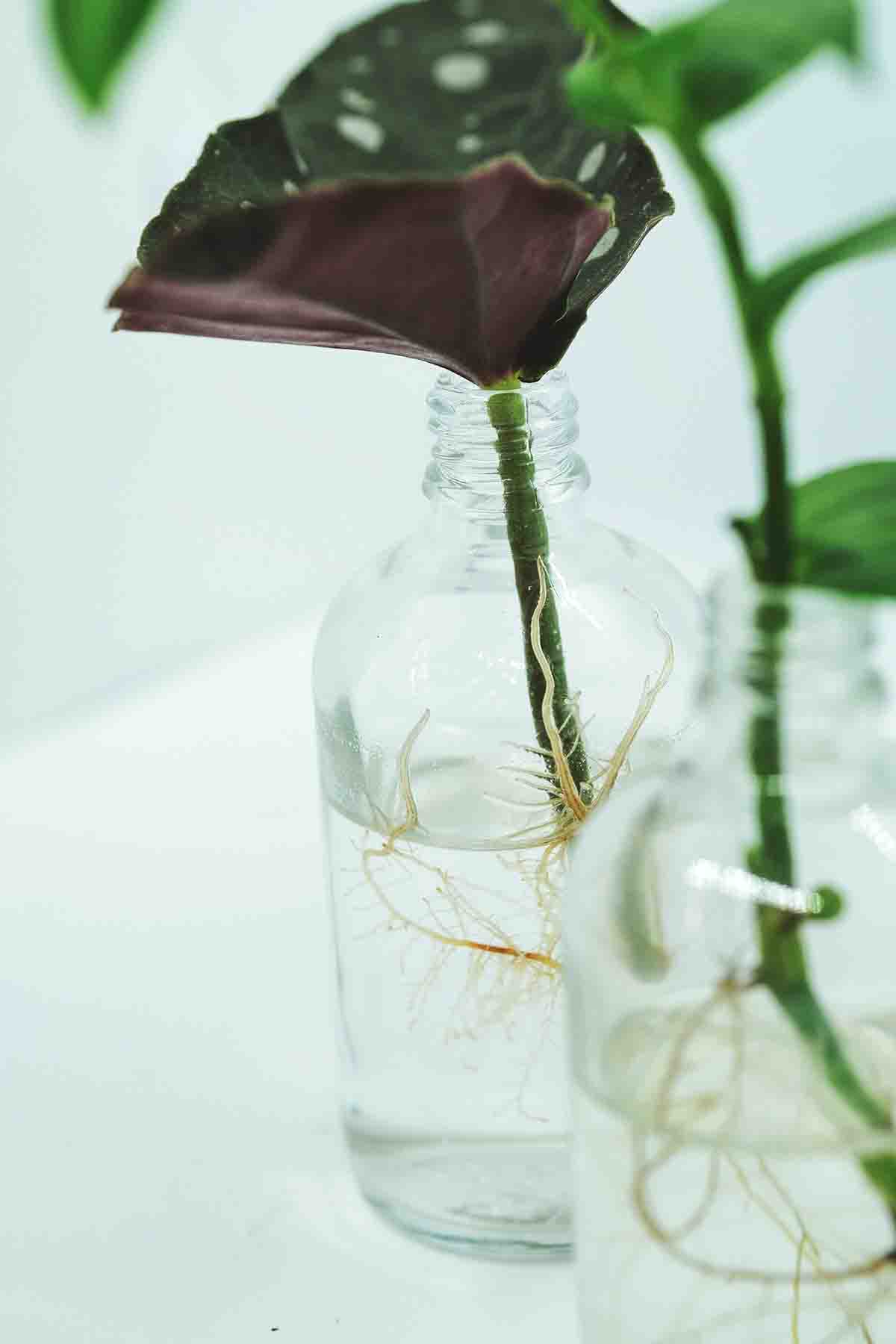 piante da ufficio begonia maculata