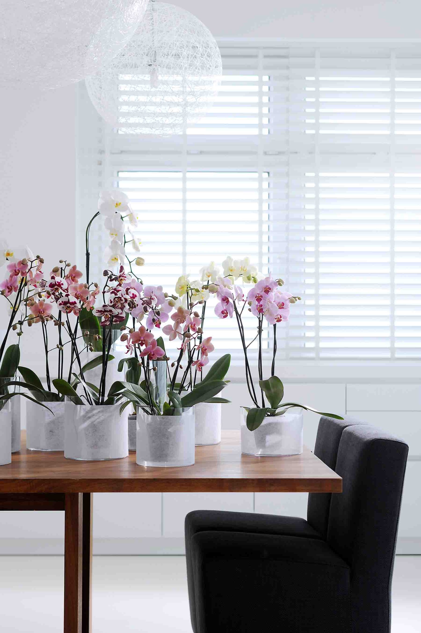 piante da scrivania orchidea