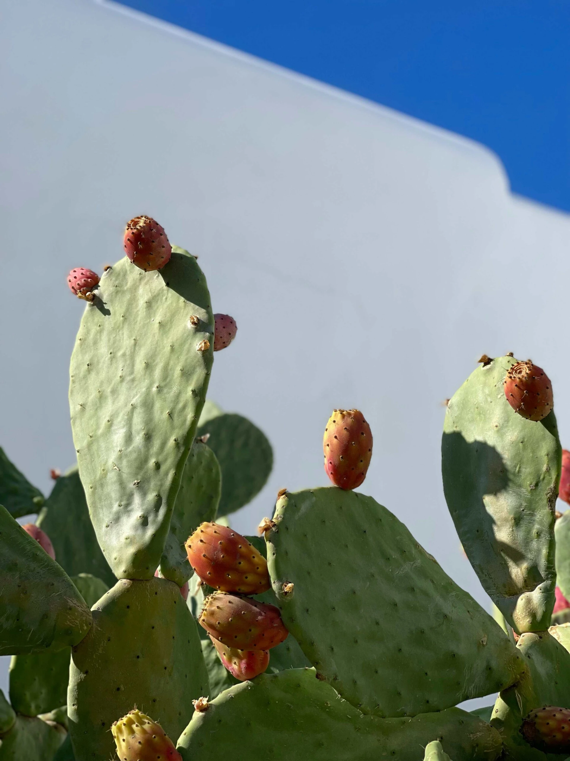 Quali sono le differenze tra piante grasse e succulente?