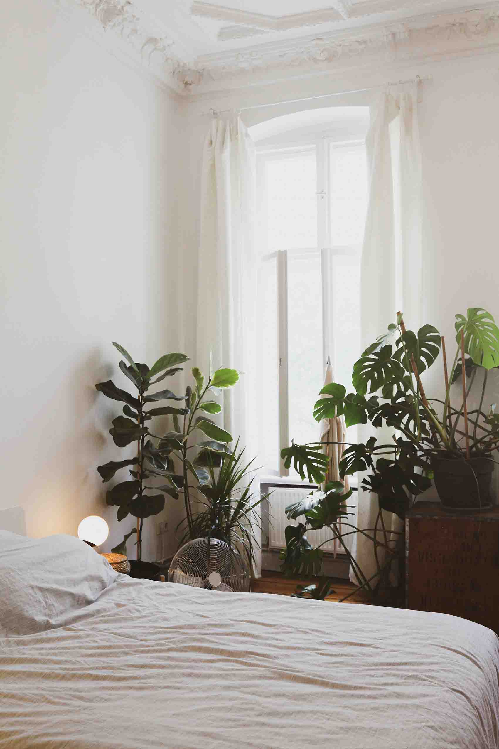 piante in camera da letto monstera 