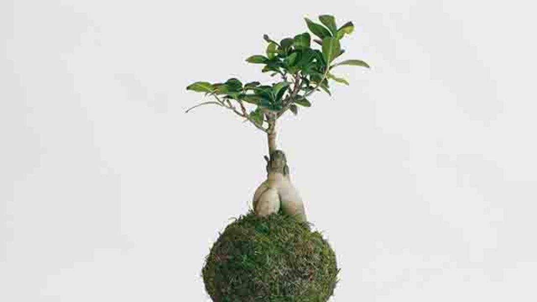 Kokedama, l’arte giapponese delle piante sferiche
